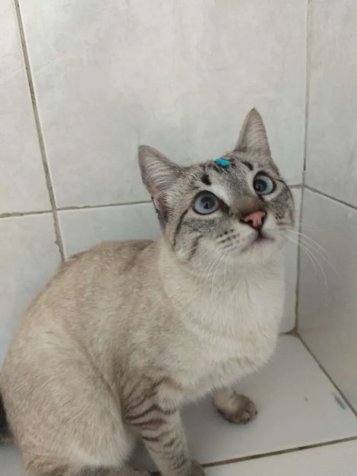 Gato raça Sem raça definida  idade 1 ano nome Mile