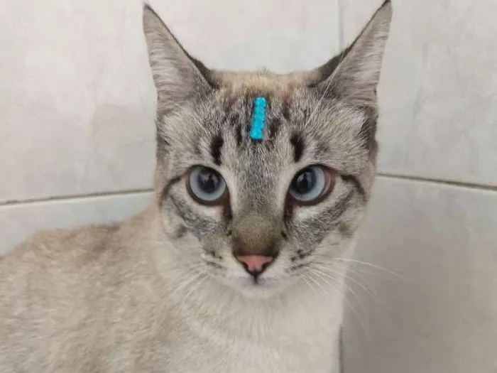 Gato raça Sem raça definida  idade 1 ano nome Mile