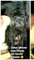 Charlie e Charlote