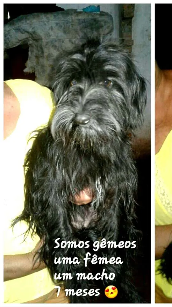 Cachorro ra a  idade 7 a 11 meses nome Charlie e Charlote