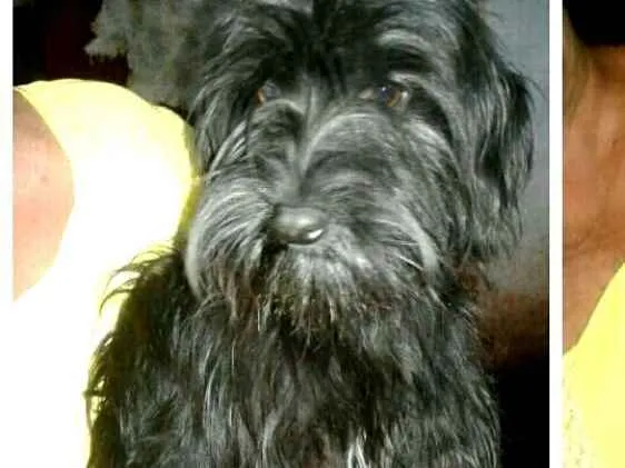 Cachorro ra a  idade 7 a 11 meses nome Charlie e Charlote