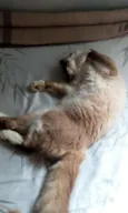 Tom