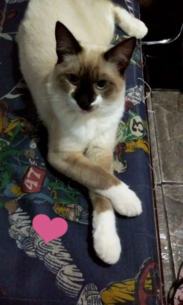 Gato ra a Siamês  idade 1 ano nome Tom