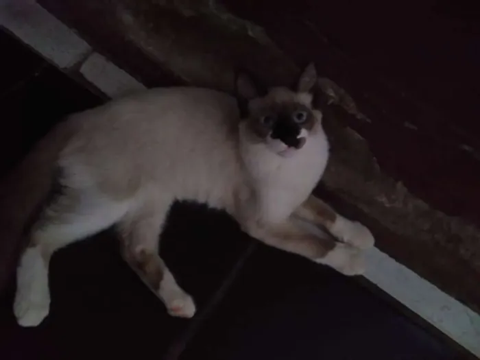 Gato ra a Siamês  idade 1 ano nome Tom