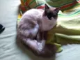 Tom