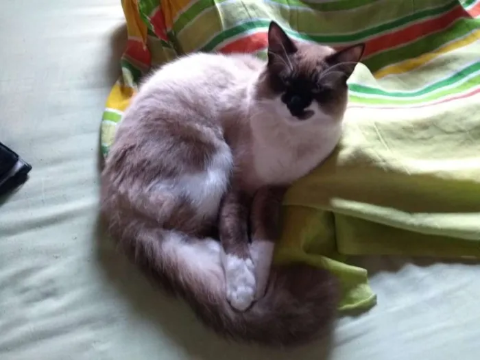 Gato ra a Siamês  idade 1 ano nome Tom