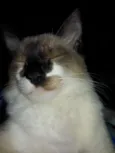 Tom