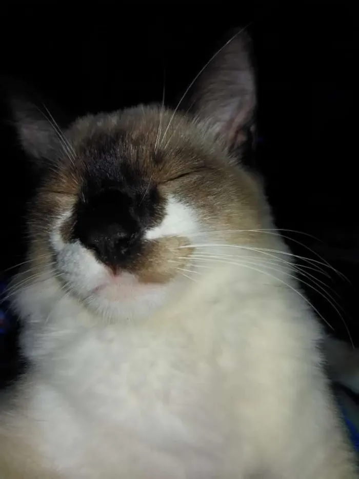 Gato ra a Siamês  idade 1 ano nome Tom