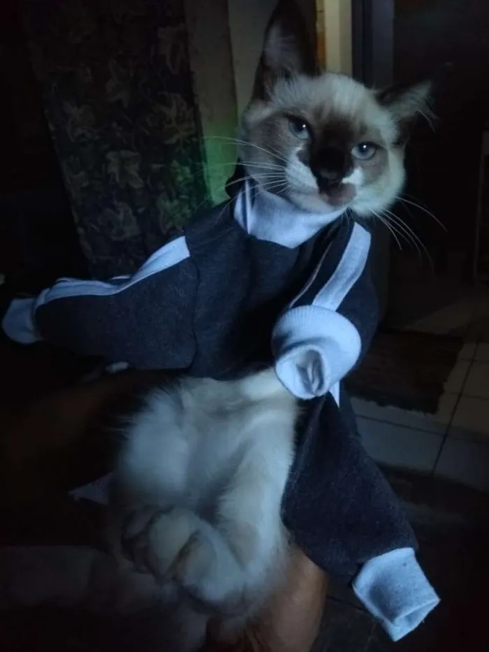 Gato ra a Siamês  idade 1 ano nome Tom
