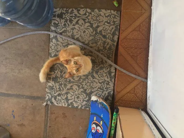 Gato ra a  idade 2 anos nome Galega