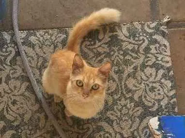 Gato ra a  idade 2 anos nome Galega