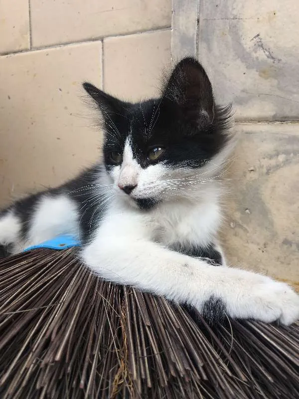 Gato ra a  idade 2 a 6 meses nome Mallu