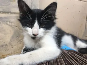 Gato raça  idade 2 a 6 meses nome Mallu