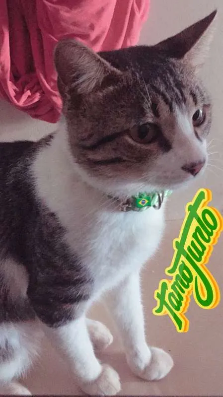 Gato ra a  idade 1 ano nome Zeca