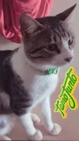 Zeca