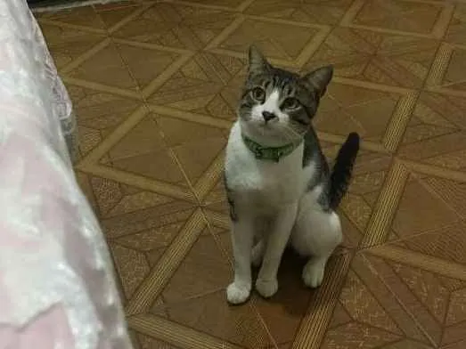 Gato ra a  idade 1 ano nome Zeca