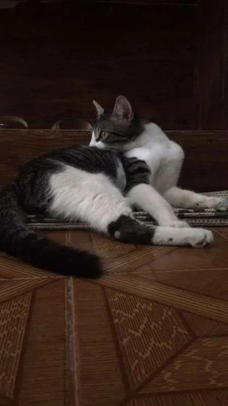 Gato ra a  idade 1 ano nome Zeca