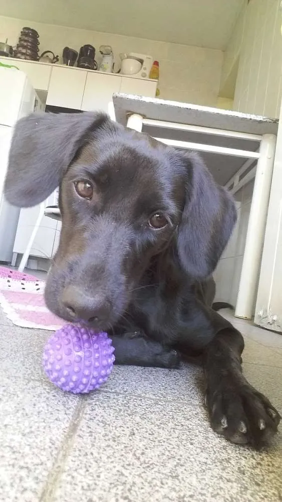 Cachorro ra a Vira lata  idade 2 anos nome Pérola 