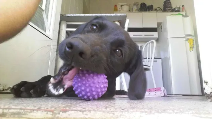 Cachorro ra a Vira lata  idade 2 anos nome Pérola 