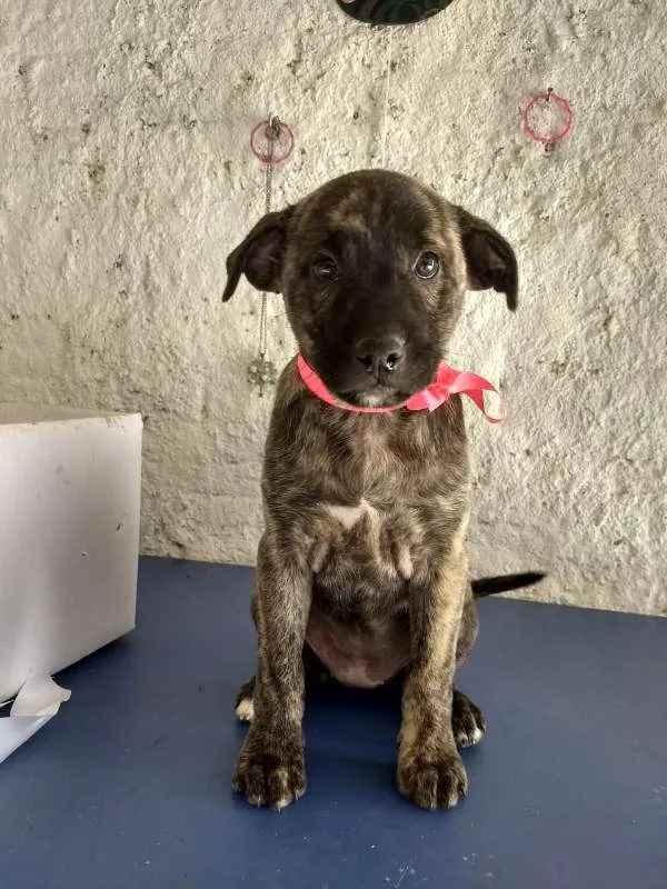 Cachorro ra a  idade 2 a 6 meses nome Sem nome