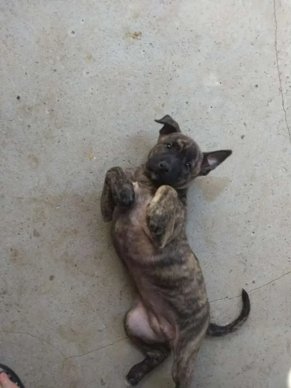 Cachorro ra a  idade 2 a 6 meses nome Sem nome