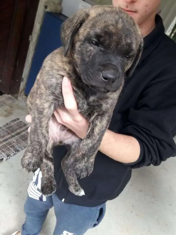 Cachorro ra a  idade 2 a 6 meses nome Sem nome