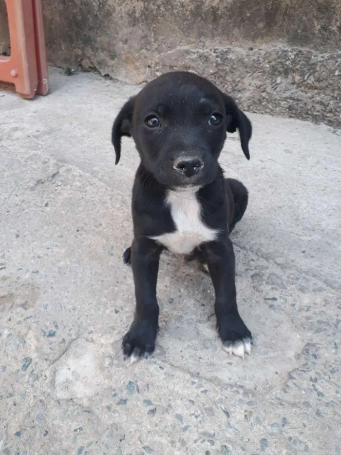 Cachorro raça Golden misturado idade Abaixo de 2 meses nome Filhote 