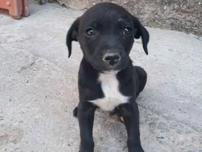 Cachorro raça Golden misturado idade Abaixo de 2 meses nome Filhote 