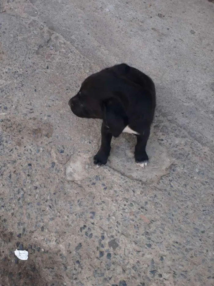 Cachorro raça Golden misturado idade Abaixo de 2 meses nome Filhote 
