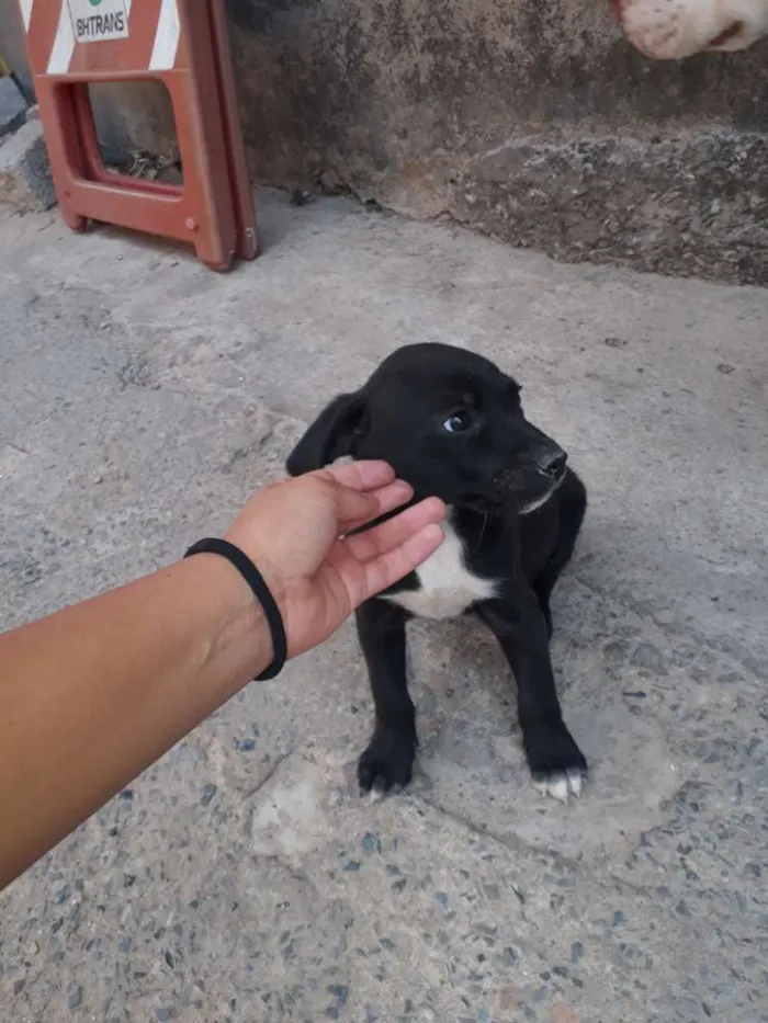 Cachorro raça Golden misturado idade Abaixo de 2 meses nome Filhote 