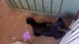 Bilu