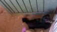 Bilu
