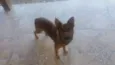 Apolo 