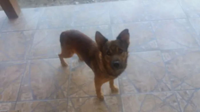Cachorro ra a Vira-lata com pastor alemão mistura idade 1 ano nome Apolo 