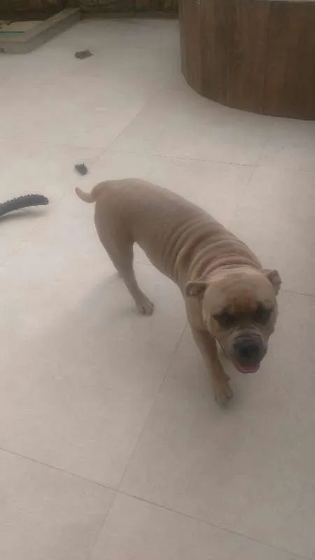 Cachorro raça American Bully idade 1 ano nome Thor