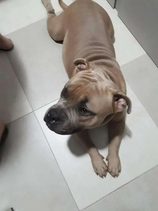 Cachorro raça American Bully idade 1 ano nome Thor