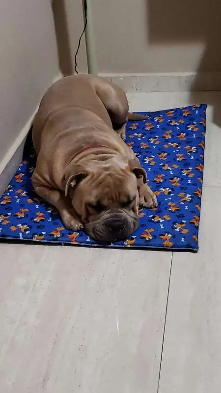 Cachorro raça American Bully idade 1 ano nome Thor