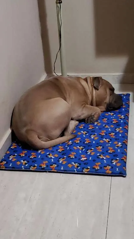 Cachorro raça American Bully idade 1 ano nome Thor