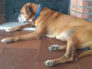 Cachorro raça  idade 6 ou mais anos nome Skooby