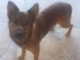 Apolo 
