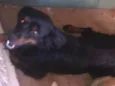 Bilu
