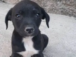 Cachorro raça Golden misturado idade Abaixo de 2 meses nome Filhote 