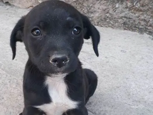 Cachorro raça Golden misturado idade Abaixo de 2 meses nome Filhote 