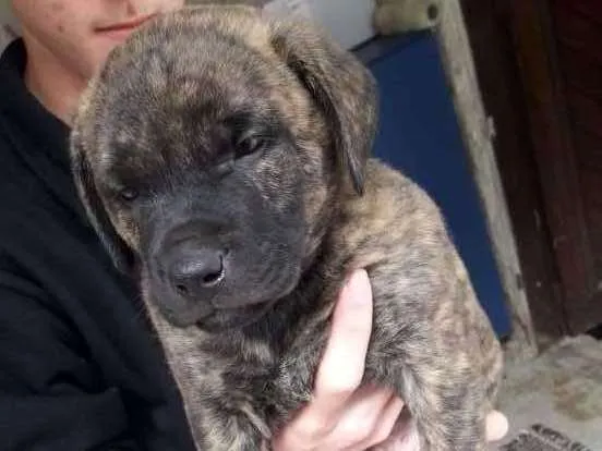 Cachorro ra a  idade 2 a 6 meses nome Sem nome