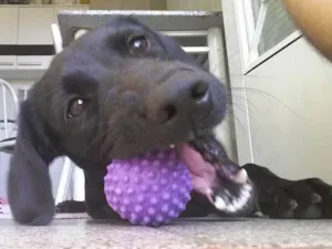 Cachorro raça Vira lata  idade 2 anos nome Pérola 