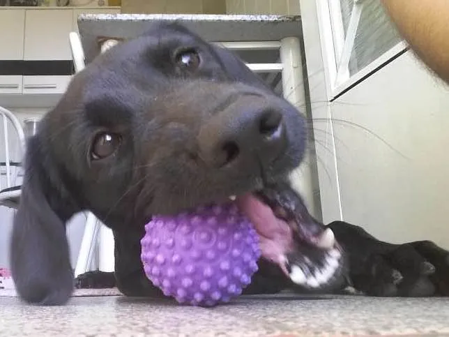 Cachorro ra a Vira lata  idade 2 anos nome Pérola 