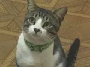 Gato raça  idade 1 ano nome Zeca