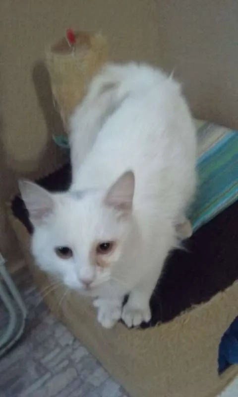 Gato ra a SRD idade 7 a 11 meses nome Dengoso