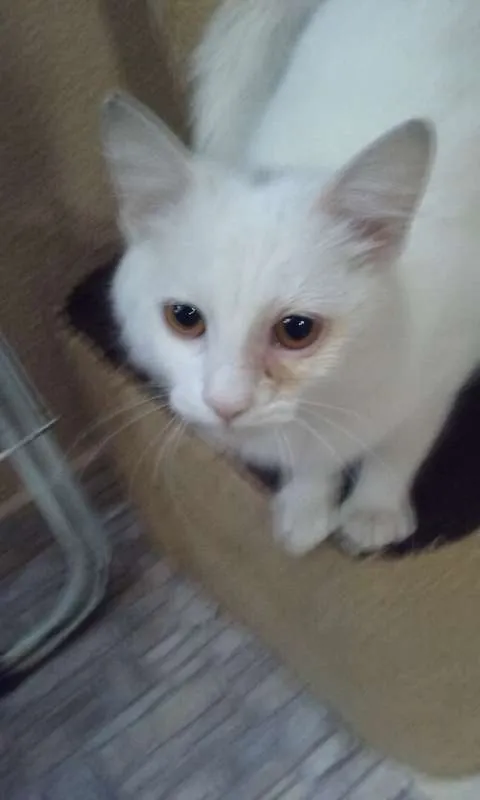 Gato ra a SRD idade 7 a 11 meses nome Dengoso
