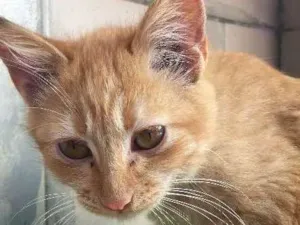 Gato raça  idade 2 a 6 meses nome Mabbi
